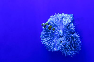 Close-up of jellyfish swimming in sea