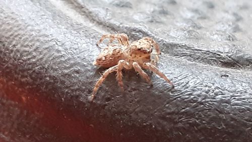 High angle view of spider in water