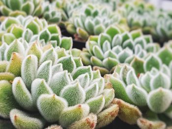 Close-up of succulent plant