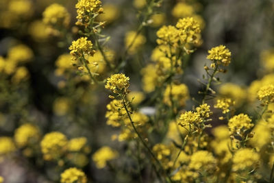 Close-up of yellow flowering plant