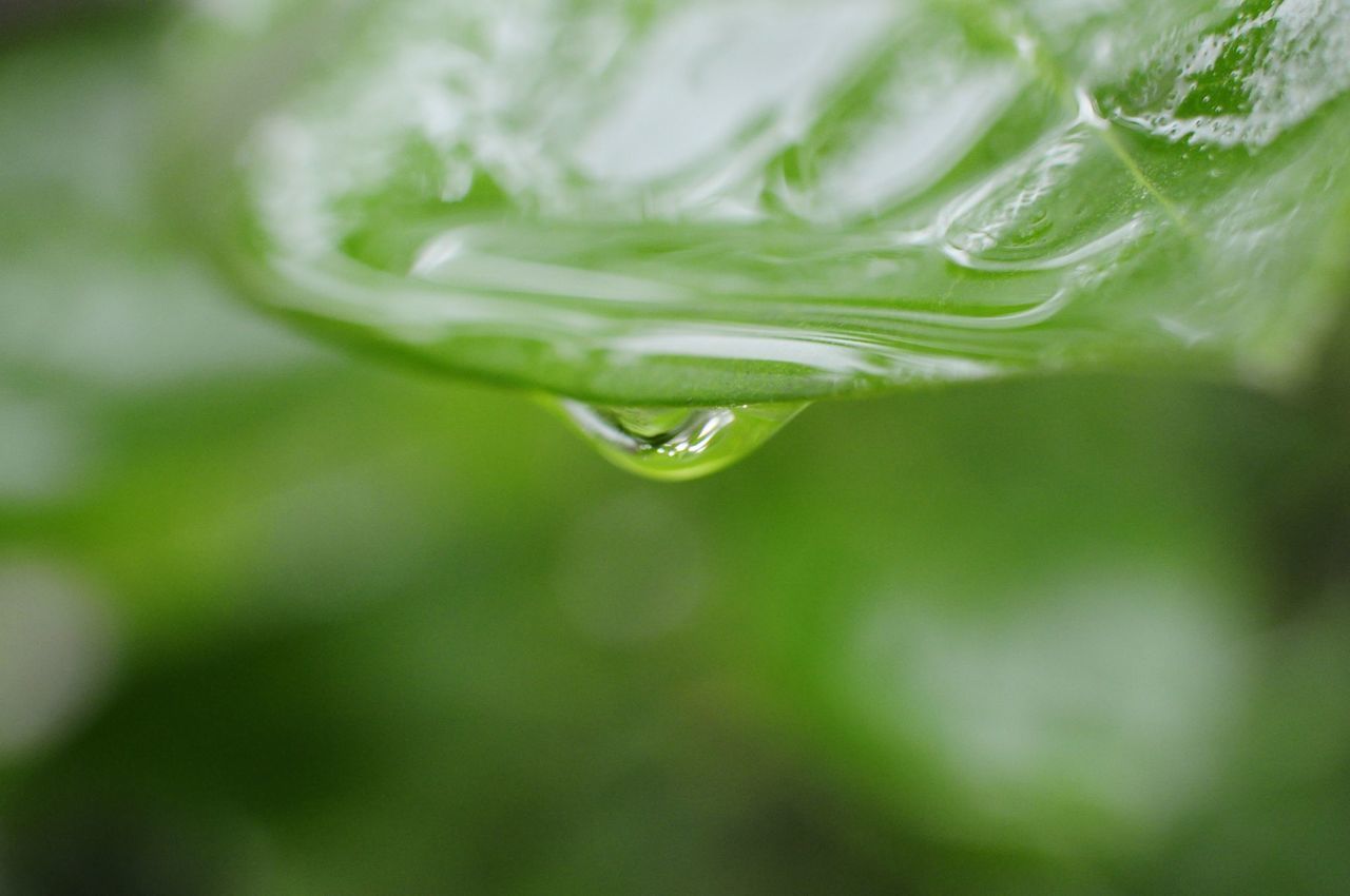 close-up, drop, water, freshness, selective focus, green color, wet, focus on foreground, fragility, detail, purity, indoors, no people, backgrounds, macro, full frame, nature, droplet, dew, still life