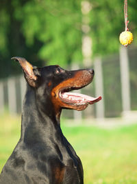 Close-up of dog looking at toy