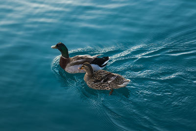 Birds swimming in lake