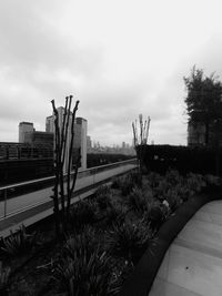 Plants by railing against sky