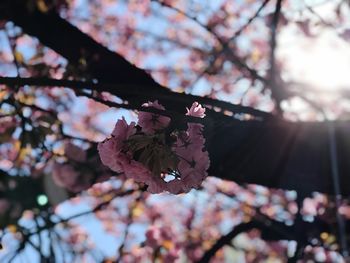 Low angle view of pink cherry blossom tree