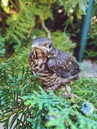 Close-up of a bird perching on a tree