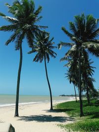 Palm trees on beach against clear sky