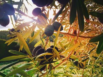 Low angle view of leaves