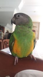 Close-up of parrot perching at home