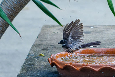 High angle view of birds flying over water