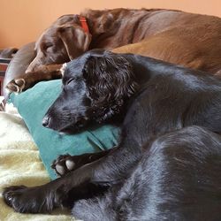 Close-up of dogs sleeping on bed at home