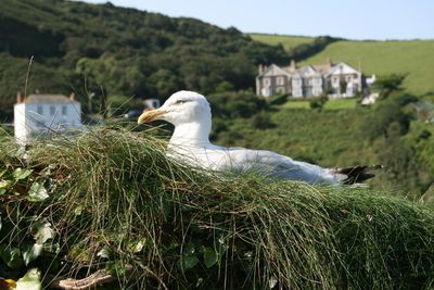High angle view of seagull on land