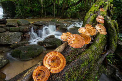 Close-up of waterfall in forest