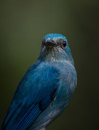 Close-up of a bird