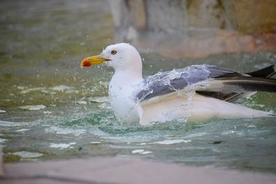 Close-up of seagull in a water