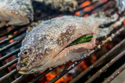 Close-up of fish on barbecue grill