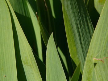 Full frame shot of green leaves