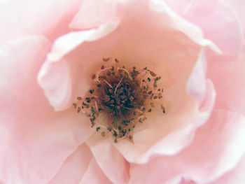 Close-up of pink rose flower