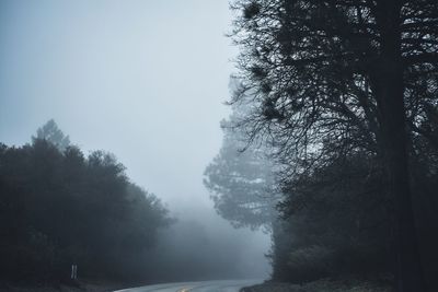 Trees in forest against sky