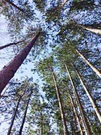 Low angle view of trees against sky