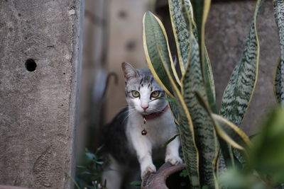 Close-up portrait of a cat