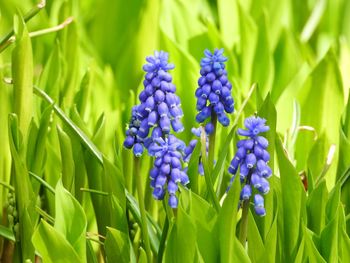 Close-up of purple crocus flowers on field