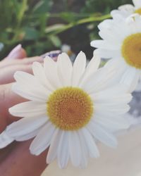 Close-up of yellow flower blooming outdoors