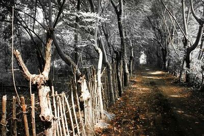 Footpath amidst trees in forest during winter