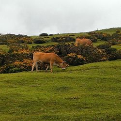Horse grazing on grassy field