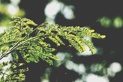 Close-up of fresh green leaves