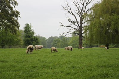 Sheeps on the grass 