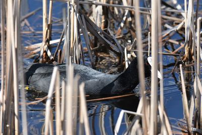 Close-up of coot in wetland