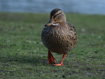 Feathered friend