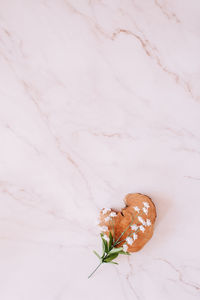 Close-up of shell on white background