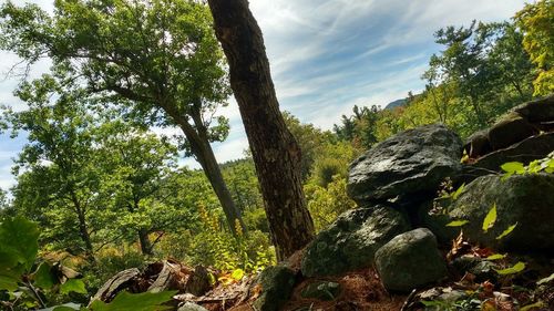 Low angle view of trees in forest