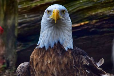 Close-up of eagle against blurred background