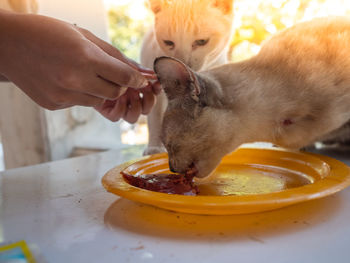 Close-up of hand holding cat eating food