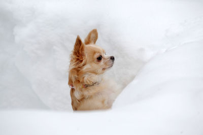 Dog looking away on bed