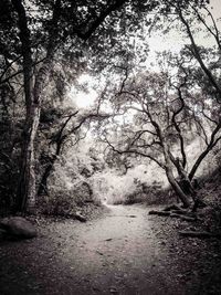 Trees in forest