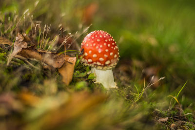 Close-up of fly agaric mushroom on field