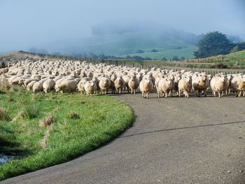 Flock of sheep on road