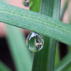 Close-up of insect on plant