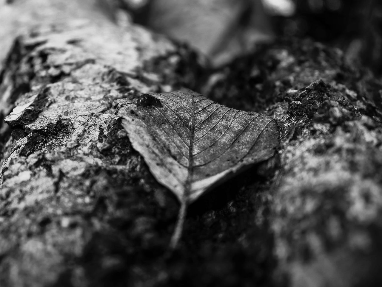 CLOSE-UP OF DRY LEAF ON TREE