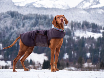 Dog standing on snow covered land