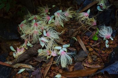 Close-up high angle view of flowers