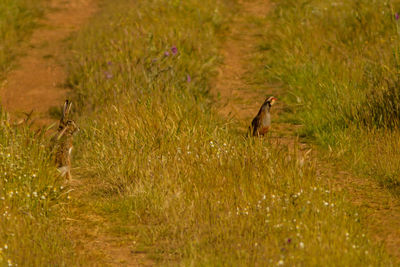 Side view of a bird on field
