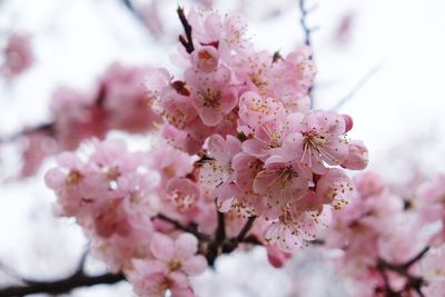 Close-up of pink cherry blossom