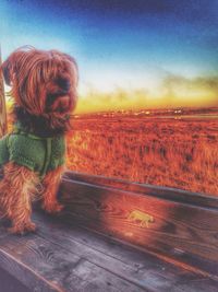 Scenic view of landscape at sunset
