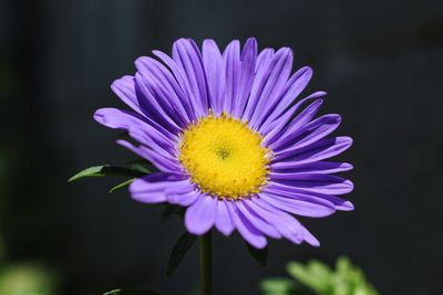 Close-up of purple flower blooming outdoors
