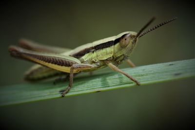 Close-up of insect